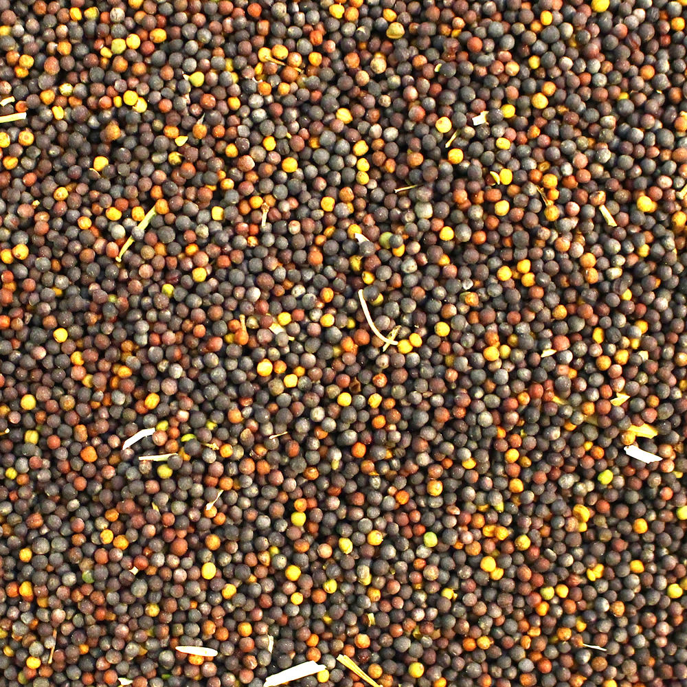 Canola Seeds Societa Cofica